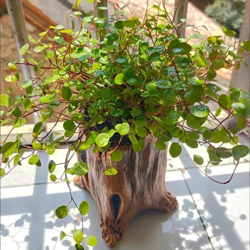 Garden Vintage Look Flower Pots Imitation Planter Enhancing Plant Beauty for Succulents Enhancing Natural Aesthetic